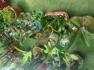 Indoor plant