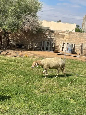 نعجه والده فطيمه