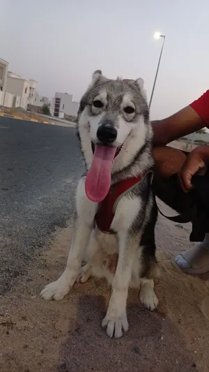 كلب هاسكي
