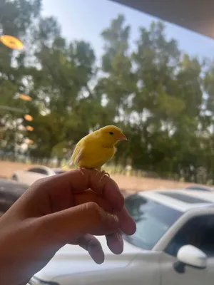 كناري جلوستر وكناري سوري