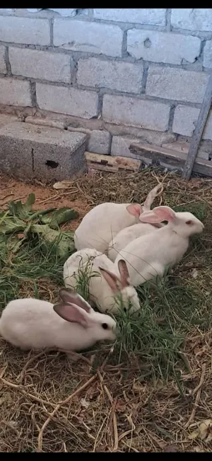 ارانب ربي يبارك