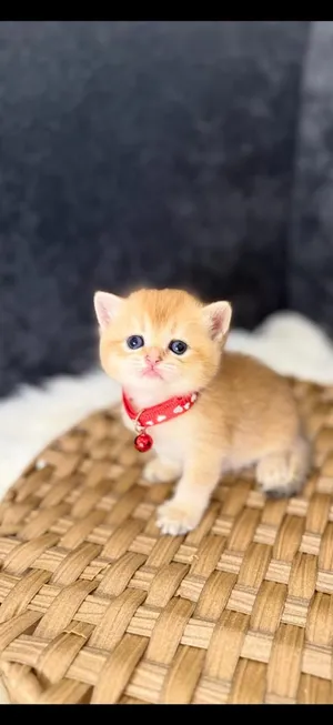سكوتش استريت