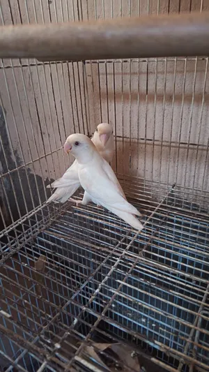 للبيع أزواج روز البينو منتجه