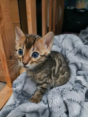 Exceptional Purebred Bengal Kitten for Sale - 50 Days Old - Rosetted Coat