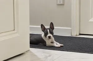 جرو American Bully للبيع  مواليد 24/6 الأب والأم معروفين مطعّم حسب سنه  صحي ونشيط وودود جدًا