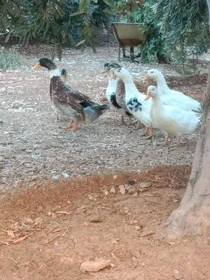 بط للبيع في الكرك الكوم 60