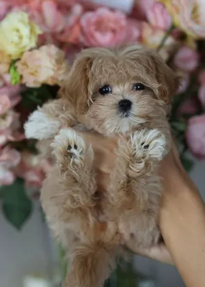 Adorable Poodle puppy