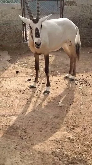 ظبى صحراوى للبيع