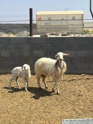 جعد مع اولادهن