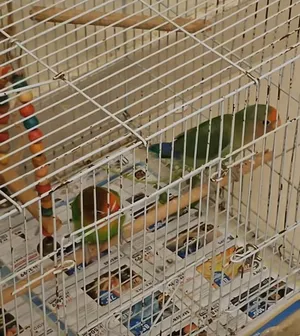 5 Lovebirds for sale (Fischer's and red faced) along with cages and food bowls