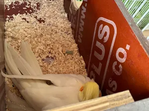 متاح كوكتيلات اربع ازواج شكريات