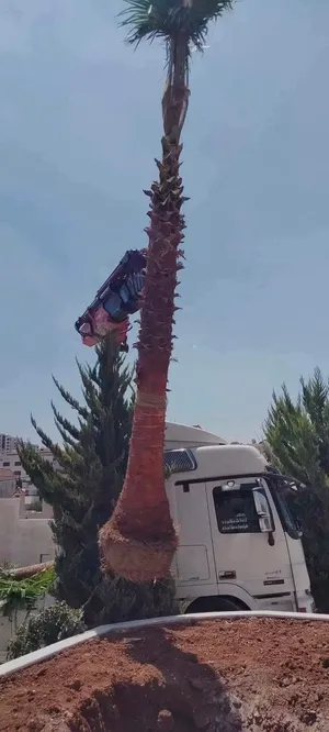 نخيل واشنطونيا الزينة نخيل مثمر