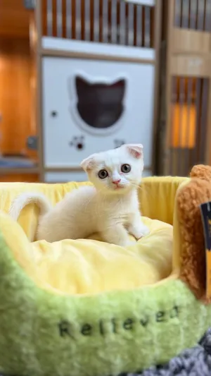 Munchkin kitten male and female short hair & short legs . Very playful and friendly breed