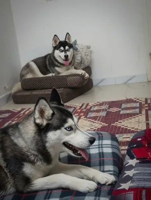 couple haski tooop