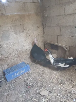 ذكر بط ذكر حبش للبيع
