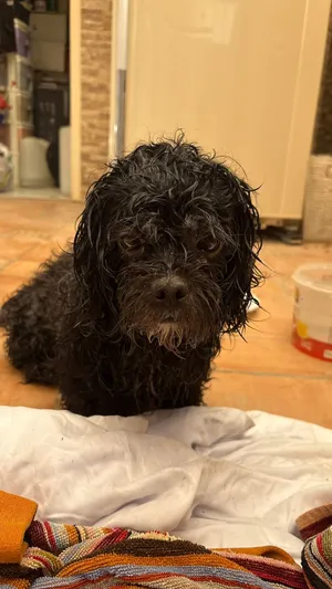 Shih tzu for adoption urgently, she / he was out on the streets and needs a new home asap