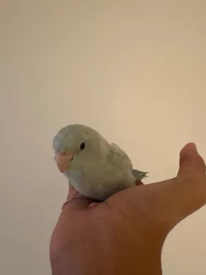 Blue and white parrotlet