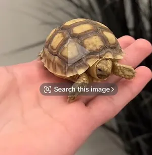 مطلوب سلحفاه سلوكتا
