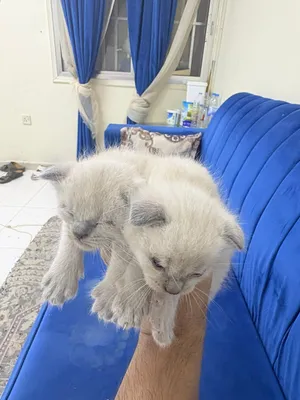 Himalayan + Scottish