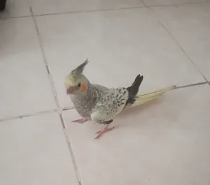كالبسو للبيع