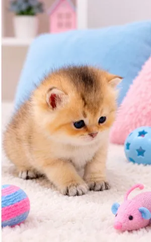 A Luxury Scottish kitten/ كتن سكوتش ملكية