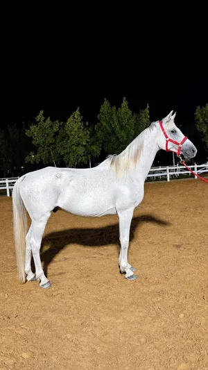 خصي قدره ارجنتيني