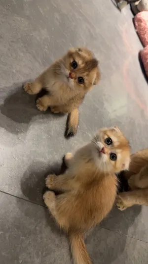 Kittens for sale