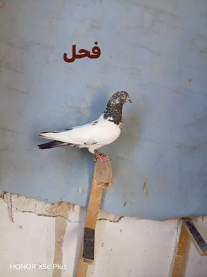 فحلين وطيره حقهم 10 دنانير