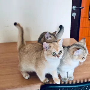 قطط سكوتش بيور ، Purebred Scottish Fold cats