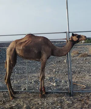 ناقه إصيل للبيع