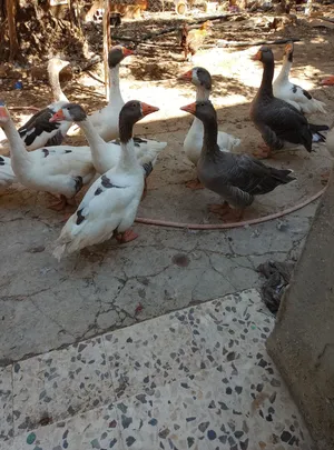 وزات للبيع