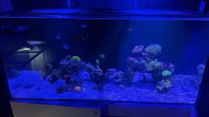 Reef tank for sale 350l price is negotiable