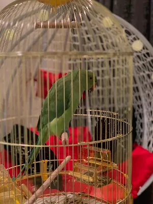 ببغاء الدرة اليف جدا Al-Durra parrot is very expensive