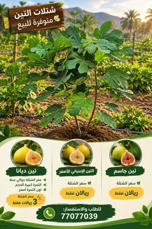 شتلات تين اعمار حلوة.