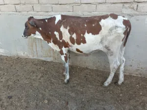 بجرة هولندية راكبة للبيع بمليونين