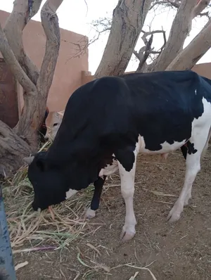 عجل من الحلال الظفاري السعر 680 ريال