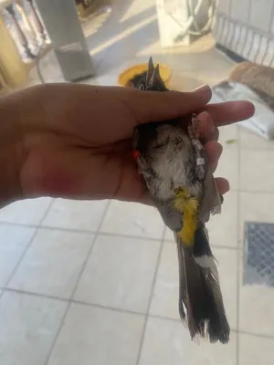 سلام وعليكم بلبل للبيع بلبل خشنً وتغريده يخبل