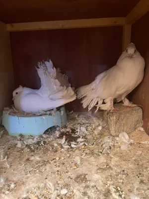 حمام عرايس للبيع اقره الوصف