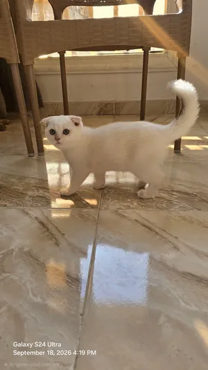 سكوتش تربيل فولد ns12
