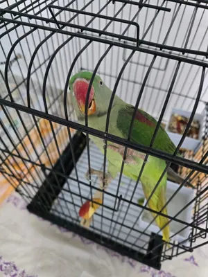 ببغاء نيبالي