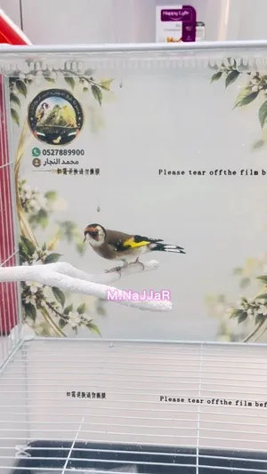 حسون فاسياتو ذكر بارڤا