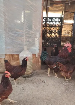 صيصان وبيض رود ايلاند