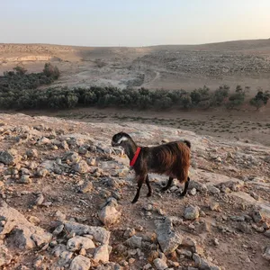 عنز عشار شهرين ونص