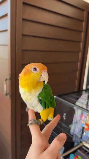 ببغاء كايك وايت بيلي