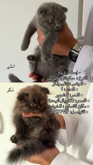 قطط سكوتش فولد جنسهم: ذكر و انثى عددهم :2 Breed: Purebred Scottish Fold Gender: Male & Female