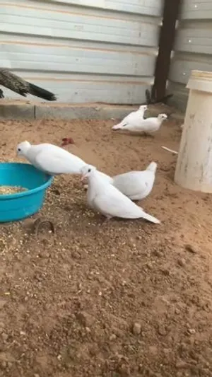 حمام يا كريم او راعبي اللون الابيض
