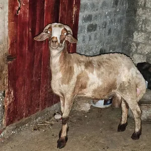 غنم برقى وهلبى اعلى تصافى مر اعى طبيعية