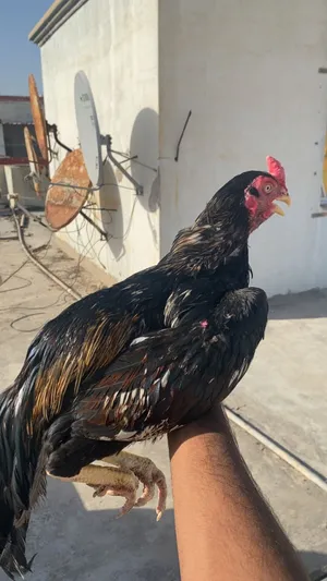 للبيع طير ميوالي توبو ومنقار البغبغاء