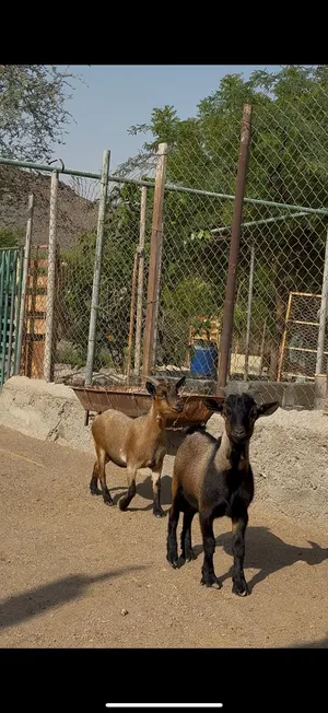 ماعز بقمي زوج انثي عشار