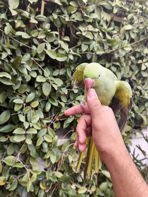 طيره دره اليفه ميه ميه للبيع او البدل ع كنار  طيره دره غير اليفه سعرها 25 عمرها 3 سنوات للبدل على كن